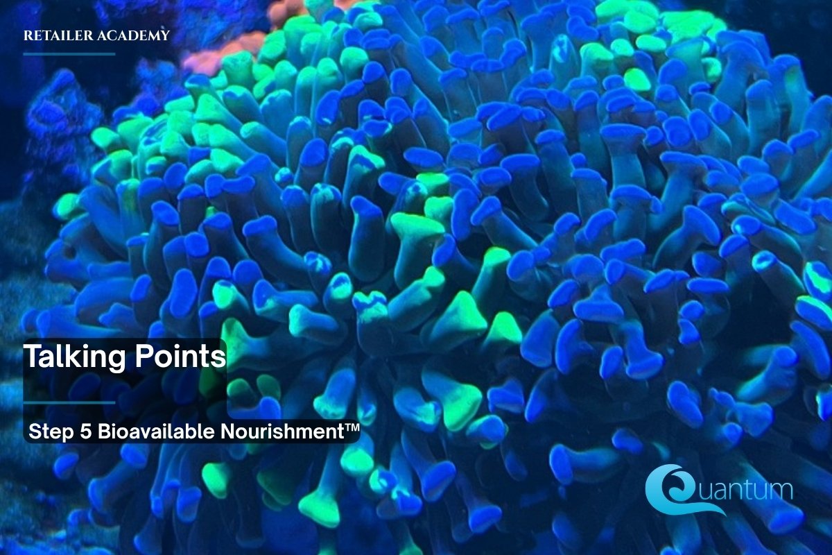 A large coral with long blue and green tentacles under blue reef aquarium lighting.