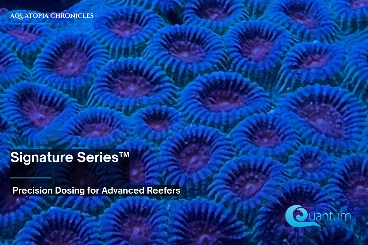 A close-up of a coral colony with purple, honeycomb-like polyps under blue light.