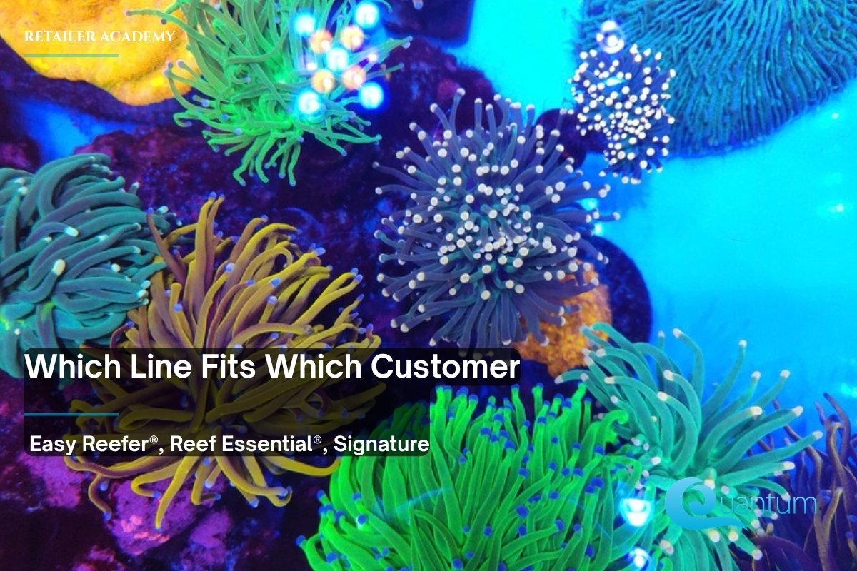 A mixed reef garden of green, yellow and teal large-polyp corals with glowing tips under aquarium lighting.