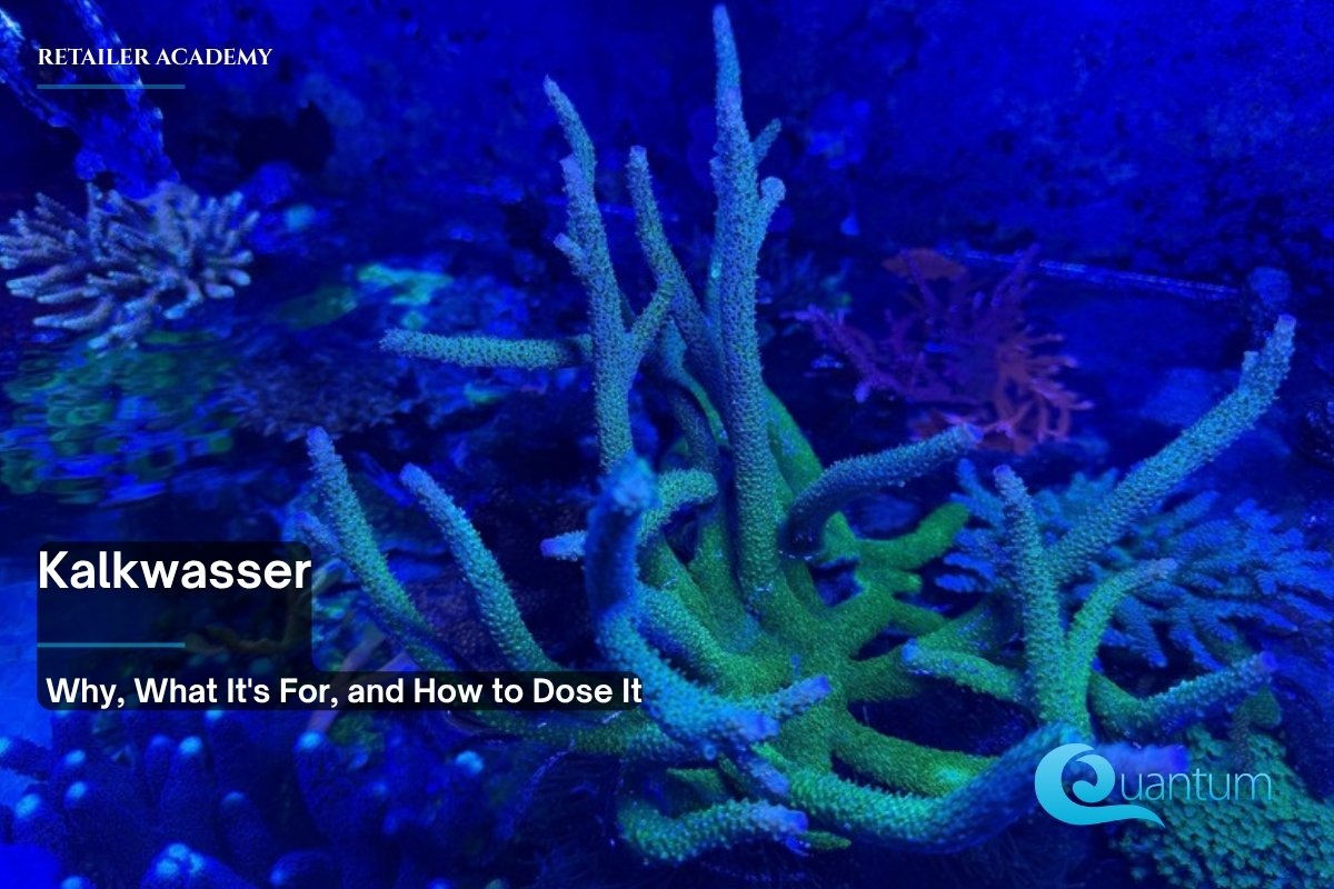 A green branching stony coral with pale blue tips among other corals in a blue-lit reef aquarium.