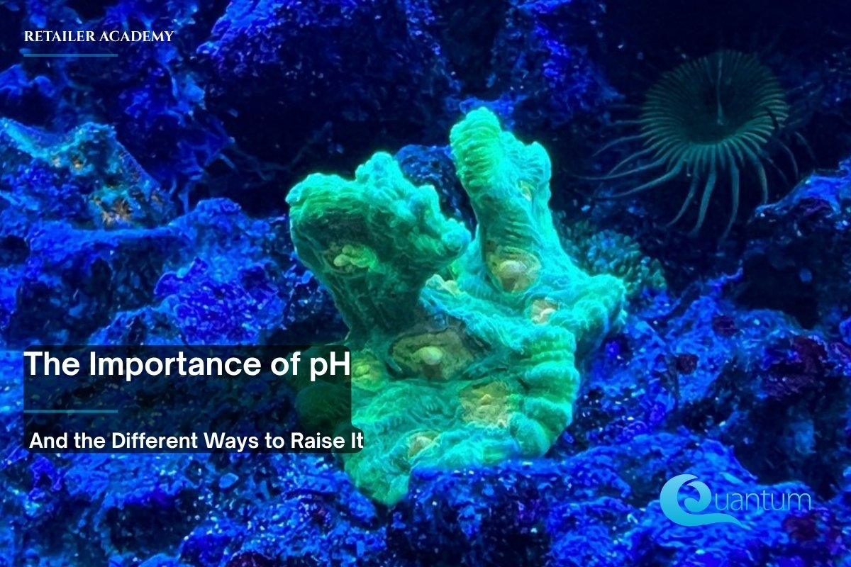A bright green coral colony on blue-lit rock, with a feather duster worm in the background at the right.