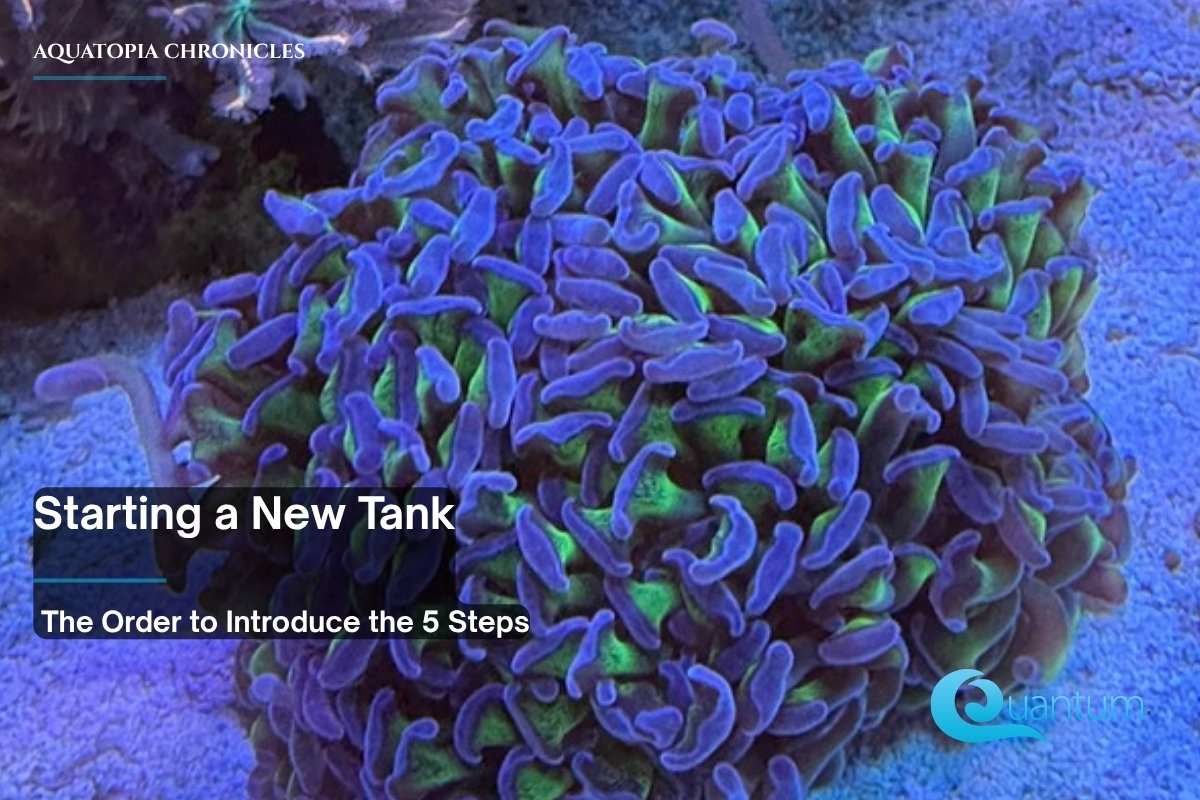 A single hammer-style coral with purple and green tentacles sitting on clean sand in a reef aquarium.