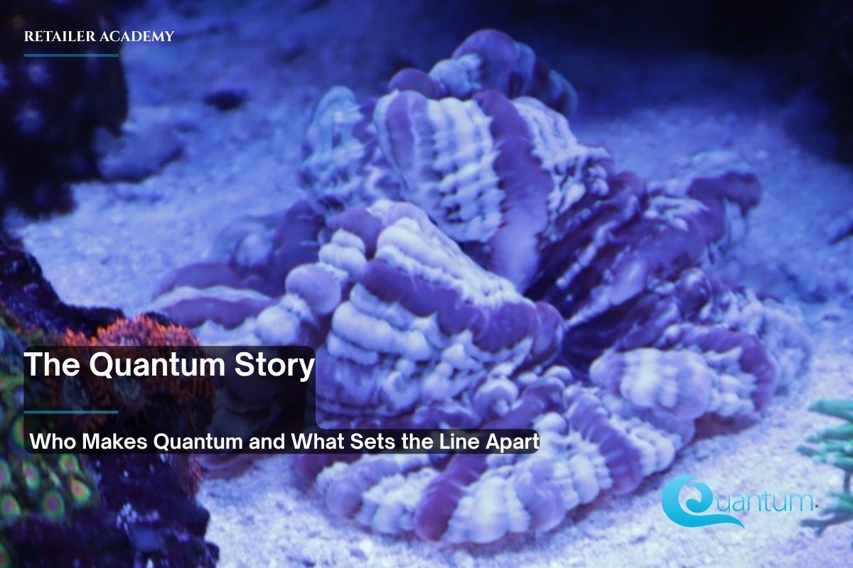 A fleshy purple-and-white coral resting on sand in a reef aquarium, with small green and orange polyps at the left.
