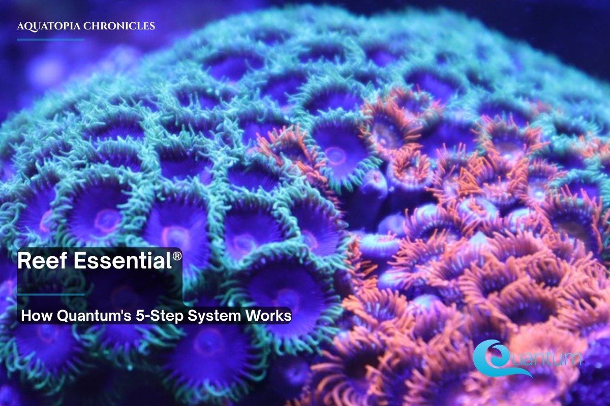 A dense colony of zoanthid polyps with teal rims and purple centers, with a patch of orange polyps at the right.