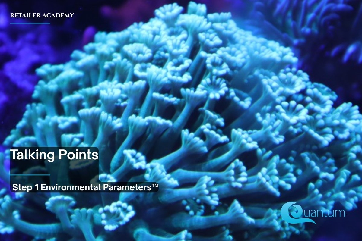 A rounded teal coral colony with many small extended polyps under blue aquarium lighting.