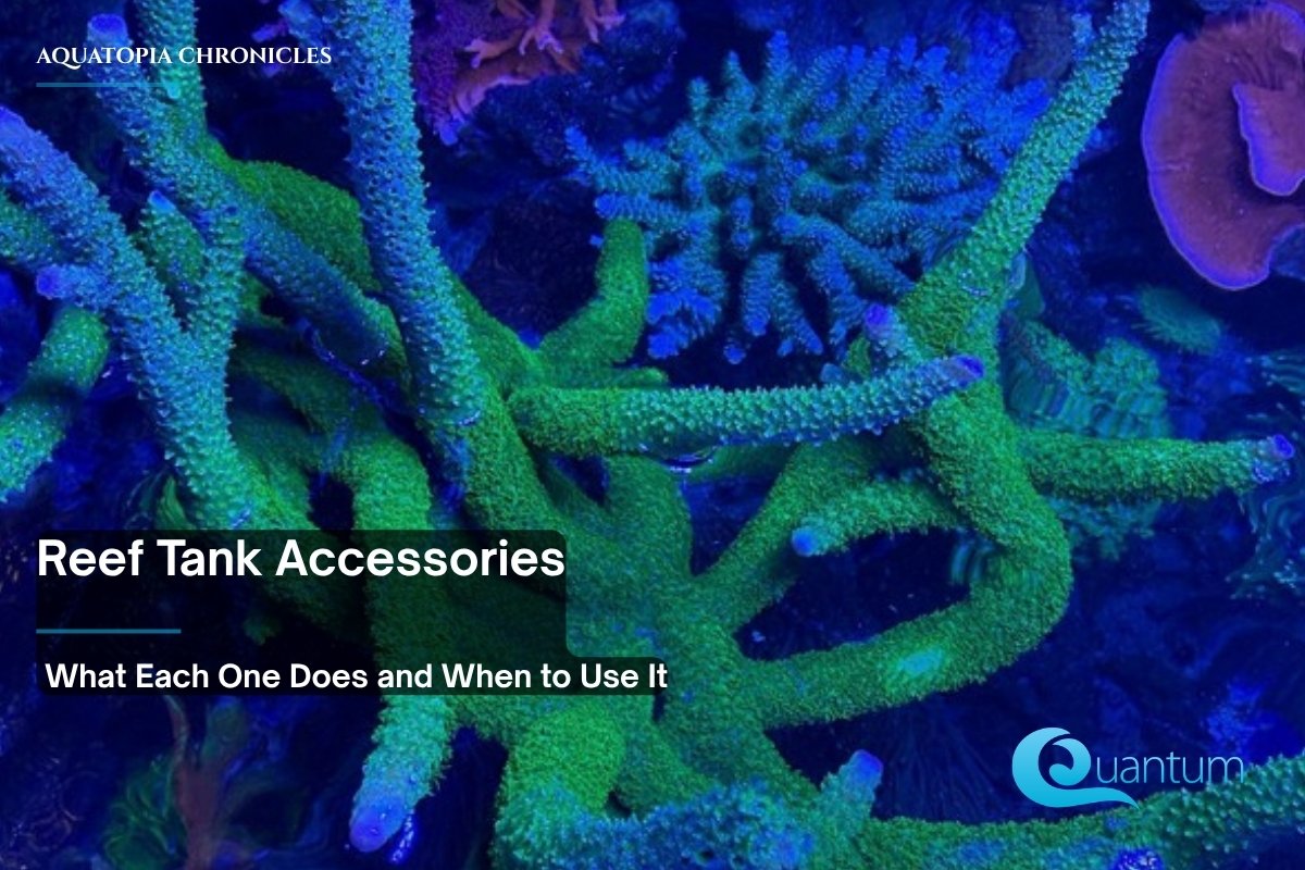 A bright green branching stony coral in front of other colorful corals in a reef aquarium.