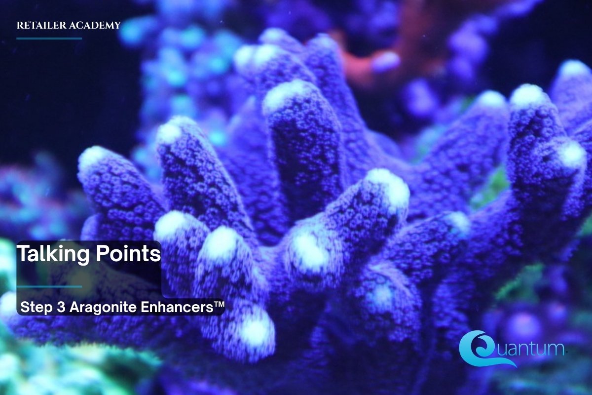 A blue branching stony coral with pale tips under blue reef aquarium lighting.