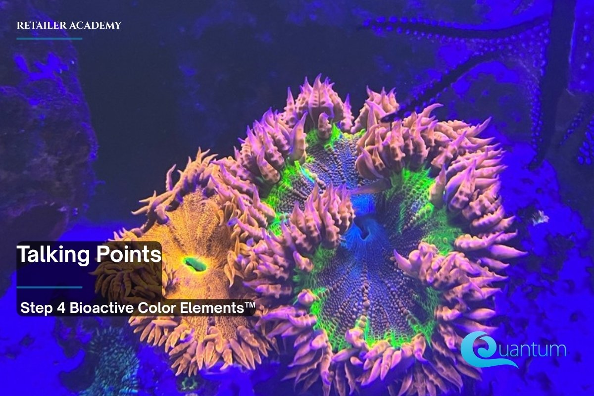 Two flower-shaped anemones, one orange and one purple with a green ring, on blue-lit sand in a reef aquarium.