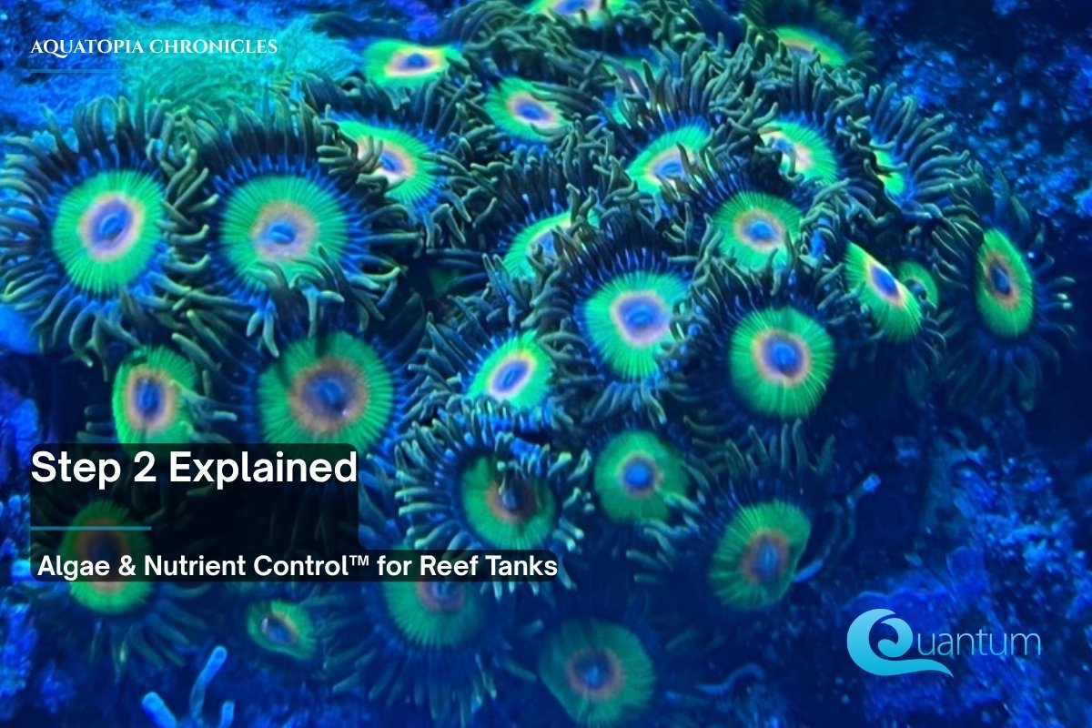 A colony of zoanthid polyps with bright green rims and blue centers on rock in a reef aquarium.