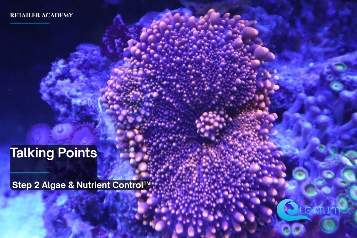 A purple disc-shaped coral covered in short round tentacles, on rock in a reef aquarium.