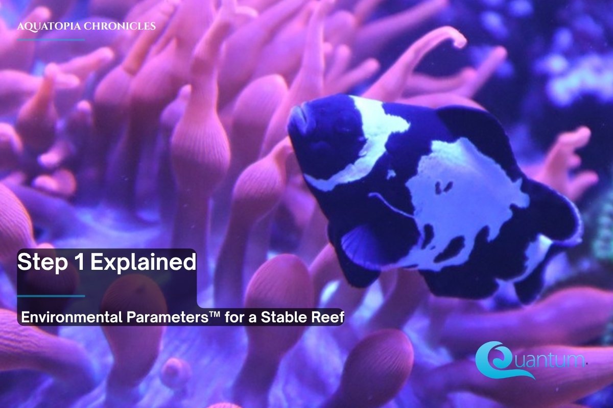 A black and white clownfish swimming in a pink anemone in a reef aquarium.