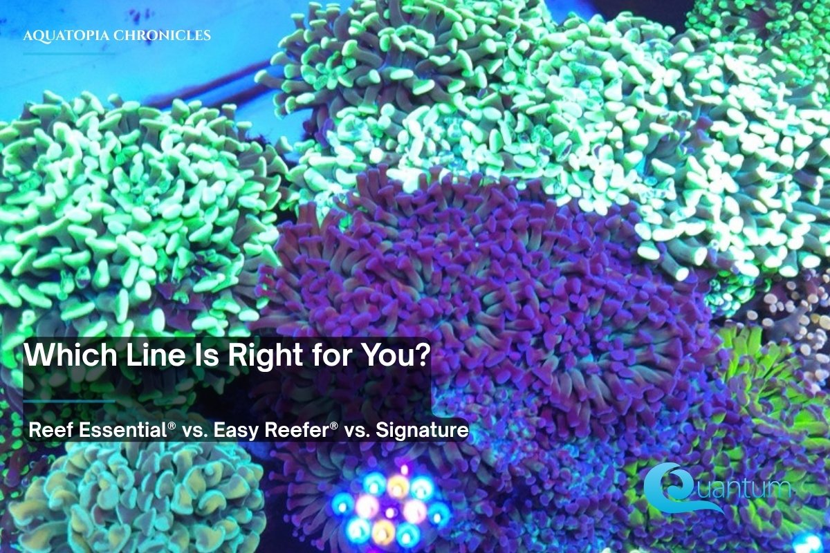 A frag tank of green hammer and frogspawn-style corals around a purple coral colony under blue aquarium lighting.