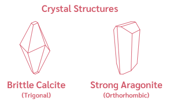 Step 3 - Aragonite Enhancers™ - Saltwater