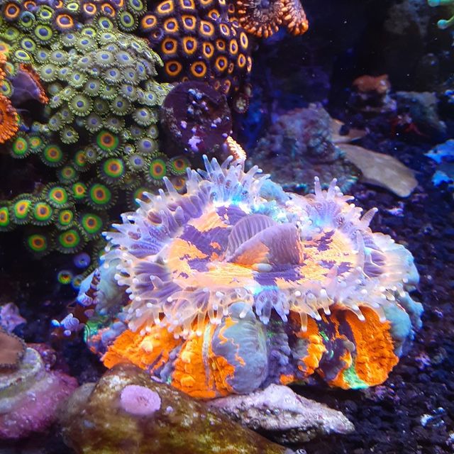 Coral in a saltwater aquarium with vivid purple, blue, and orange colors thanks to Quantum US aquarium products.